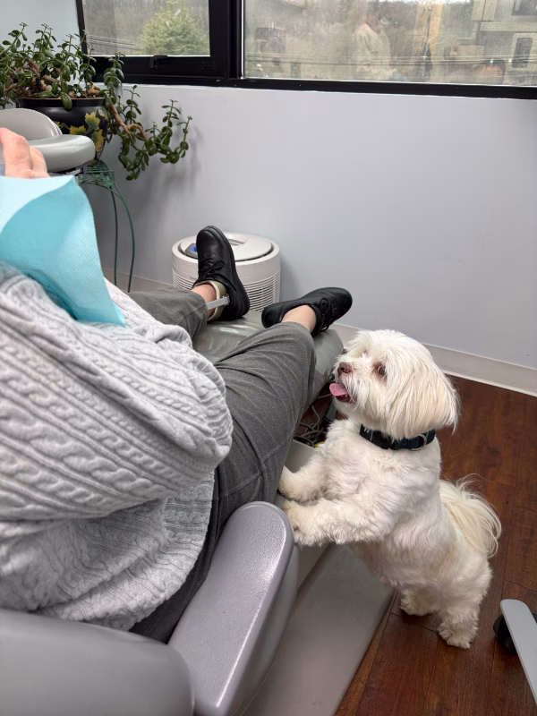 Koko the therapy dog at Ardsley Dental Spa